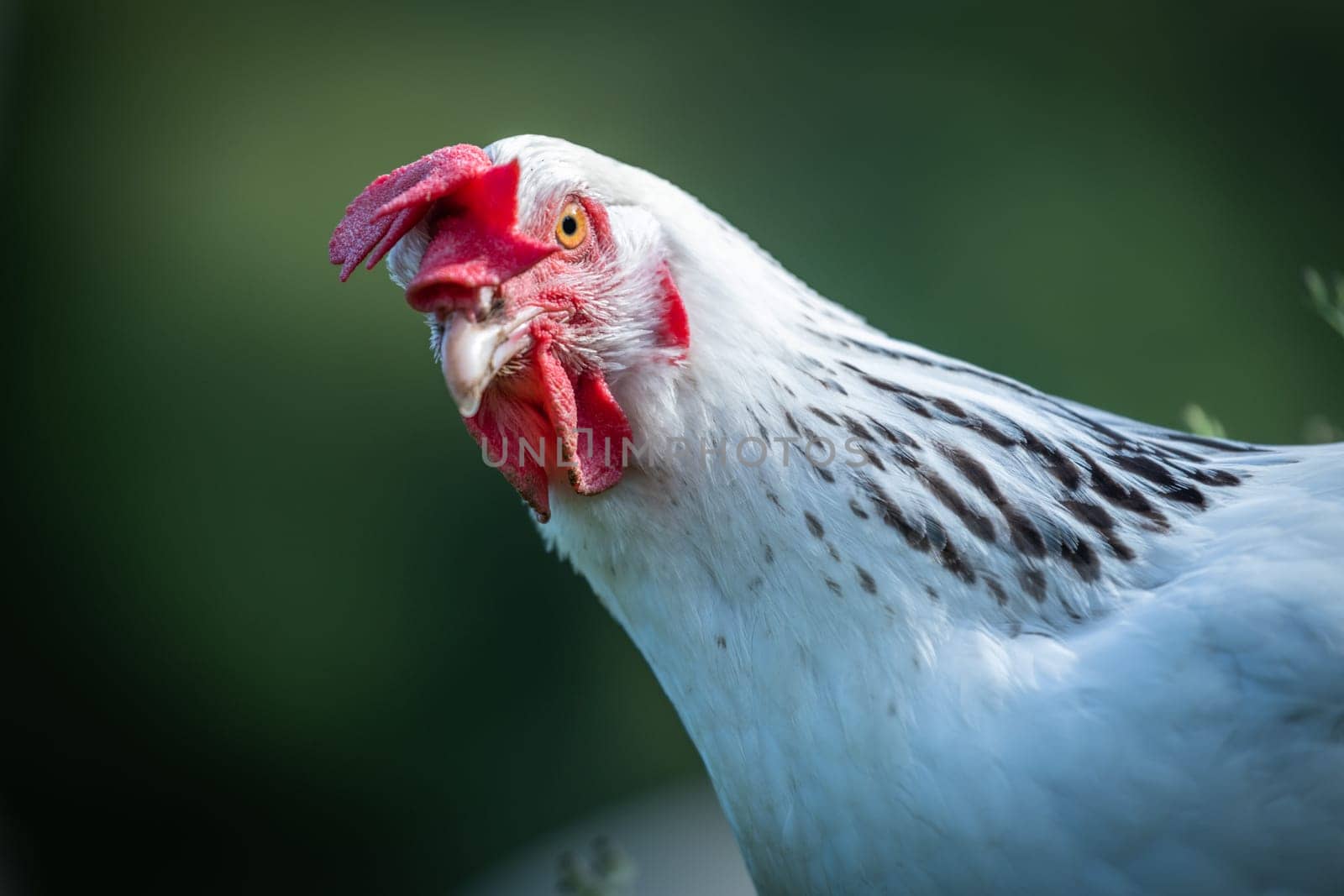 Hens feed on the traditional rural barnyard at sunny day. Detail of hen head. Chickens sitting in henhouse. Close up of chicken standing on barn yard with the chicken coop. Free range poultry farming