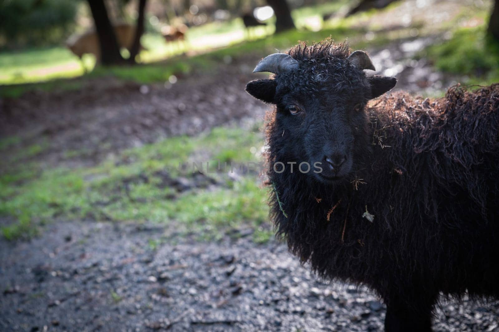 beautiful little black sheep from Brittany