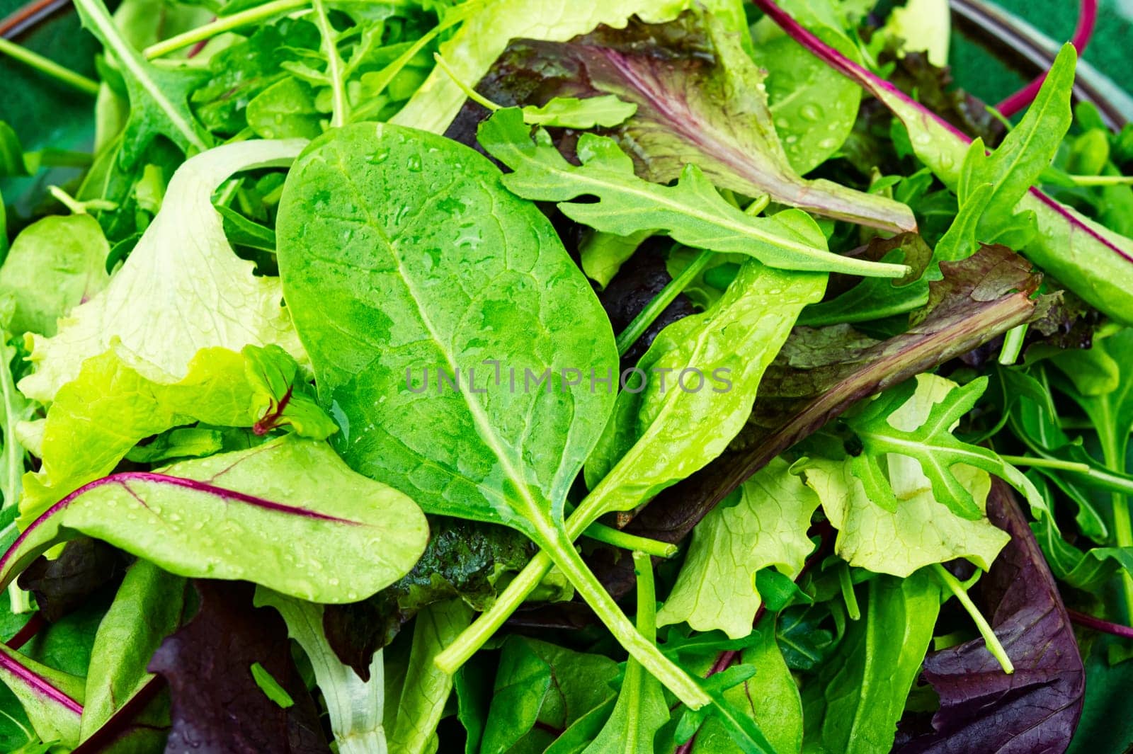 Green fresh salad with arugula, spinach, purple lettuce and chard. Fresh spring salad.