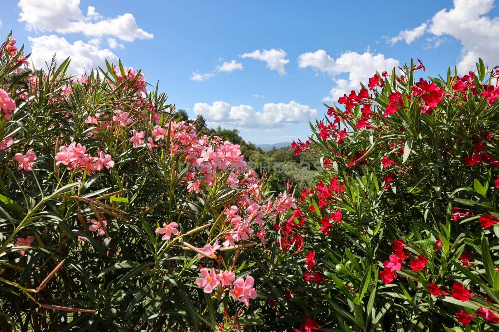 Beautiful small Oleander flowers. a poisonous evergreen  shrub that is widely grown in warm countries for its clusters of white, pink, or red flowers.