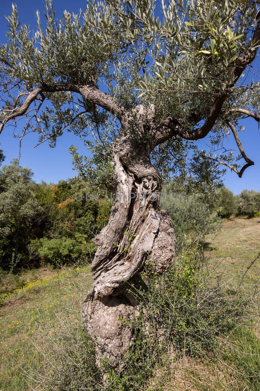 Old olive groves on a hillside in Montemassi in the province of Grosseto. Tuscany. Italy