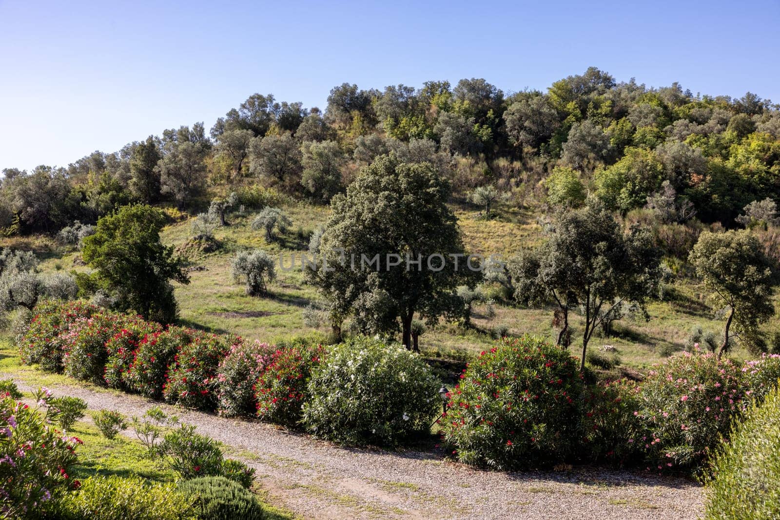 Old olive groves and oleander bushes on a hillside in Montemassi in the province of Grosseto. Tuscany. Italy