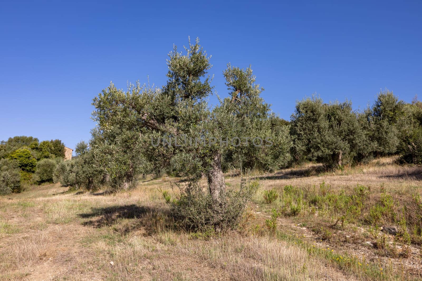 Old olive groves on a hillside in Montemassi in the province of Grosseto. Tuscany. Italy