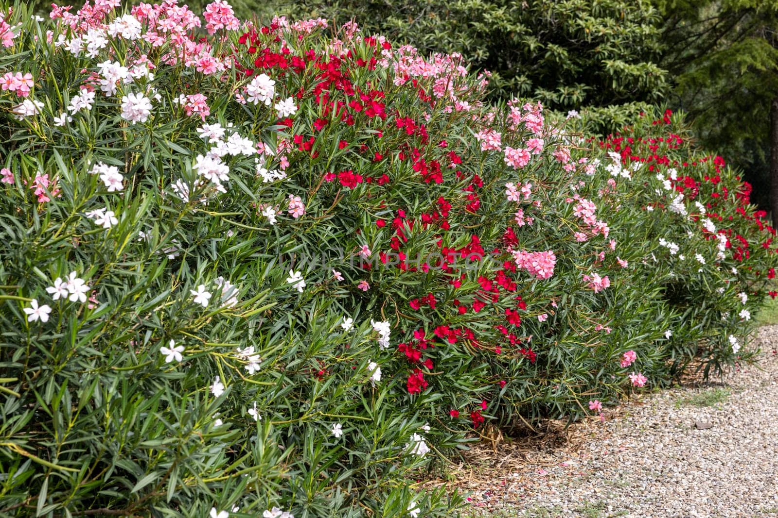 Beautiful small Oleander flowers. a poisonous evergreen  shrub that is widely grown in warm countries for its clusters of white, pink, or red flowers.