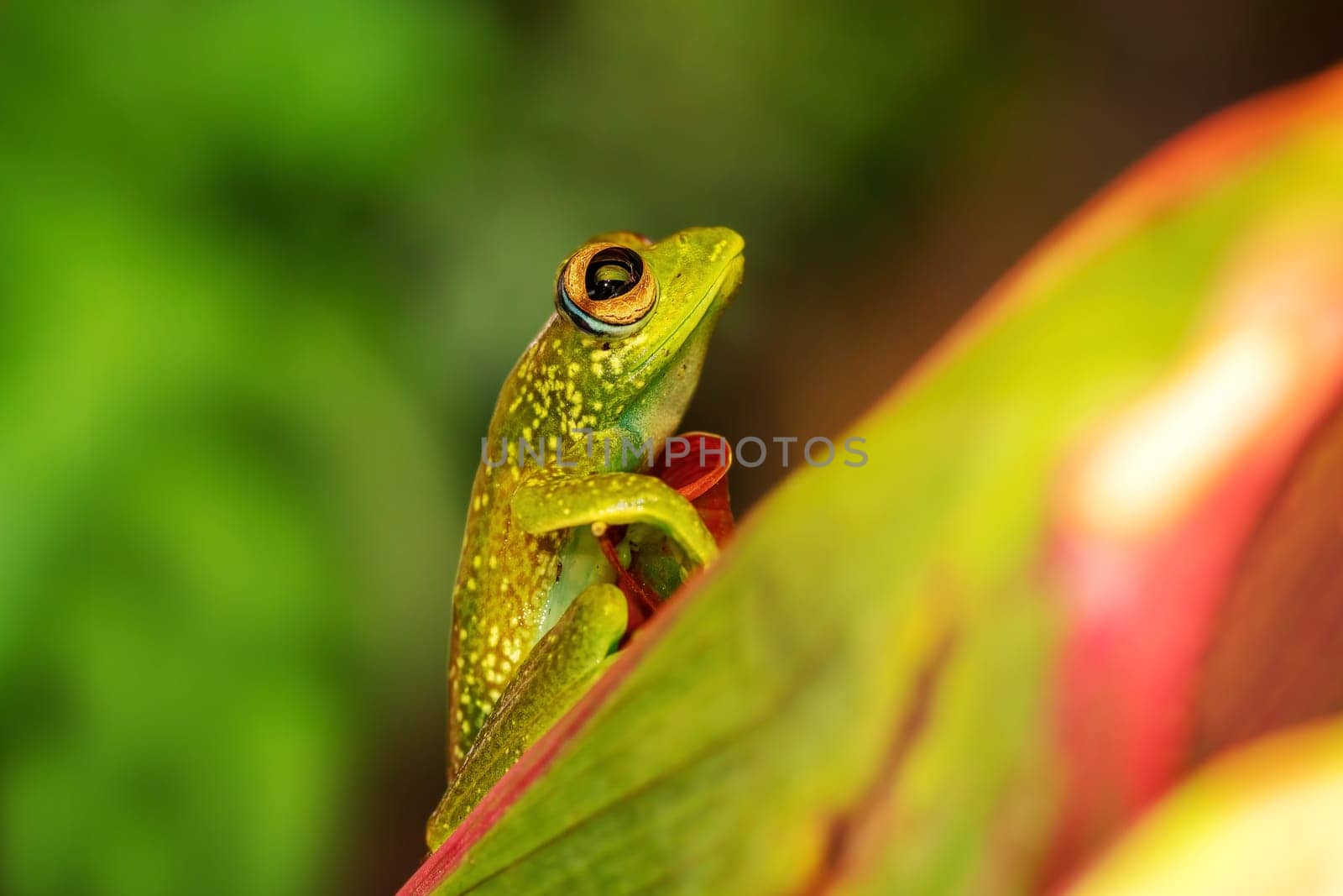 Boophis elenae, endemic species of frog in the family Mantellidae, Ranomafana National Park, Madagascar wildlife animal