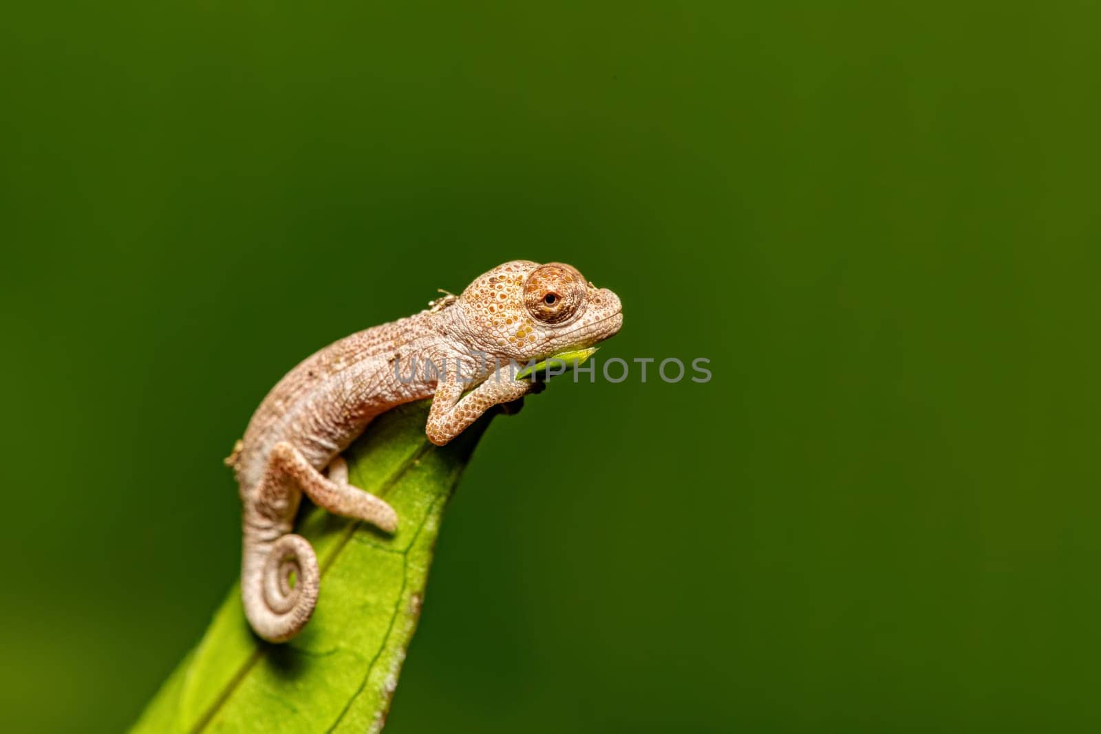 Calumma fallax (juvenile), deceptive chameleon or short-nosed deceptive chameleon, endemic species of chameleon, Ranomafana National Park, Madagascar wildlife animal