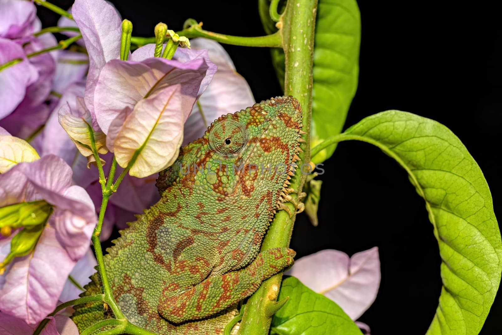 Malagasy giant chameleon or Oustalet's chameleon (Furcifer oustaleti) female, large species of endemic chameleon, Ambalavao. Madagascar wildlife animal