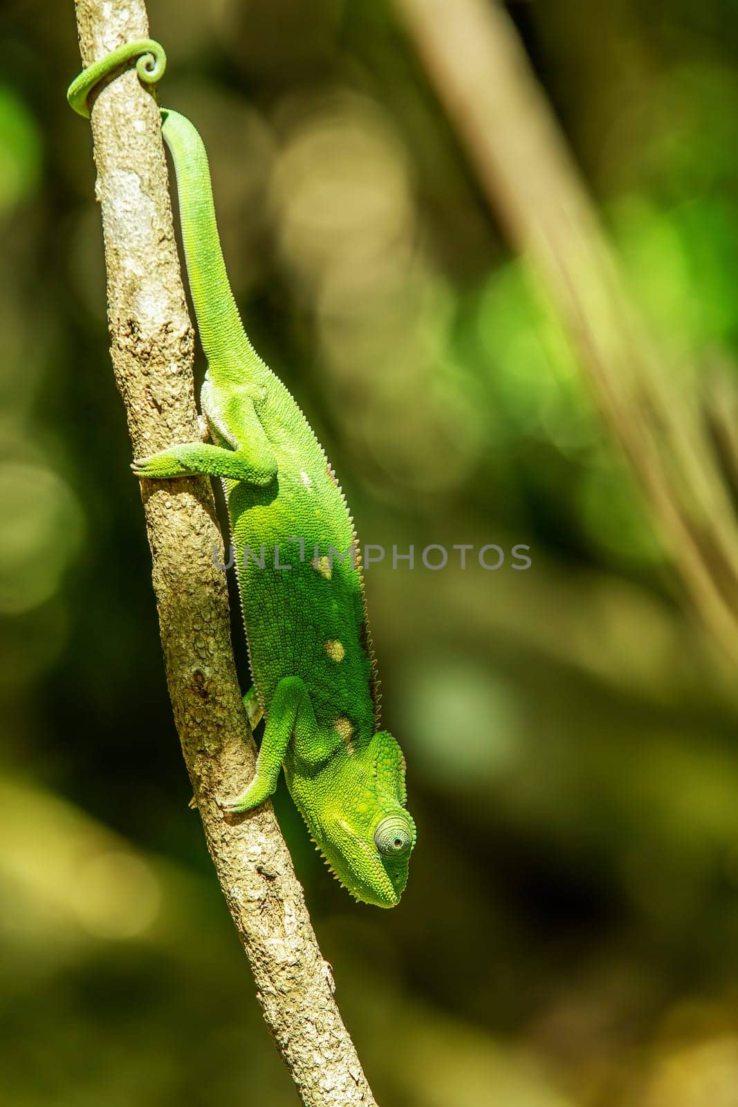 Furcifer verrucosus, known as the warty chameleon, spiny chameleon or crocodile chameleon, endemic species of small reptile. Isalo National Park, Madagascar wildlife