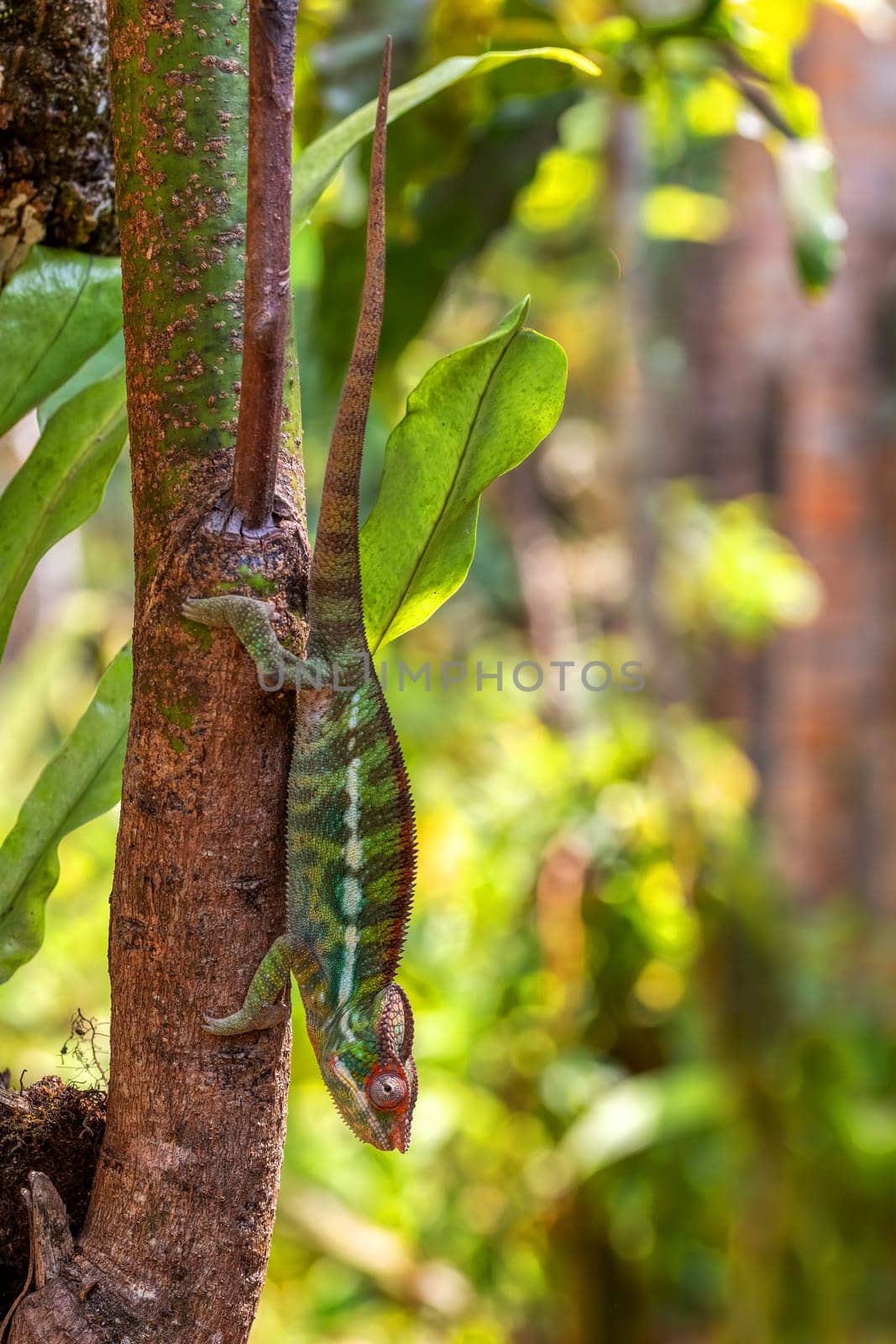 Panther chameleon, (Furcifer pardalis), endemic species of chameleon, Reserve Peyrieras Madagascar Exotic. Madagascar wildlife animal.