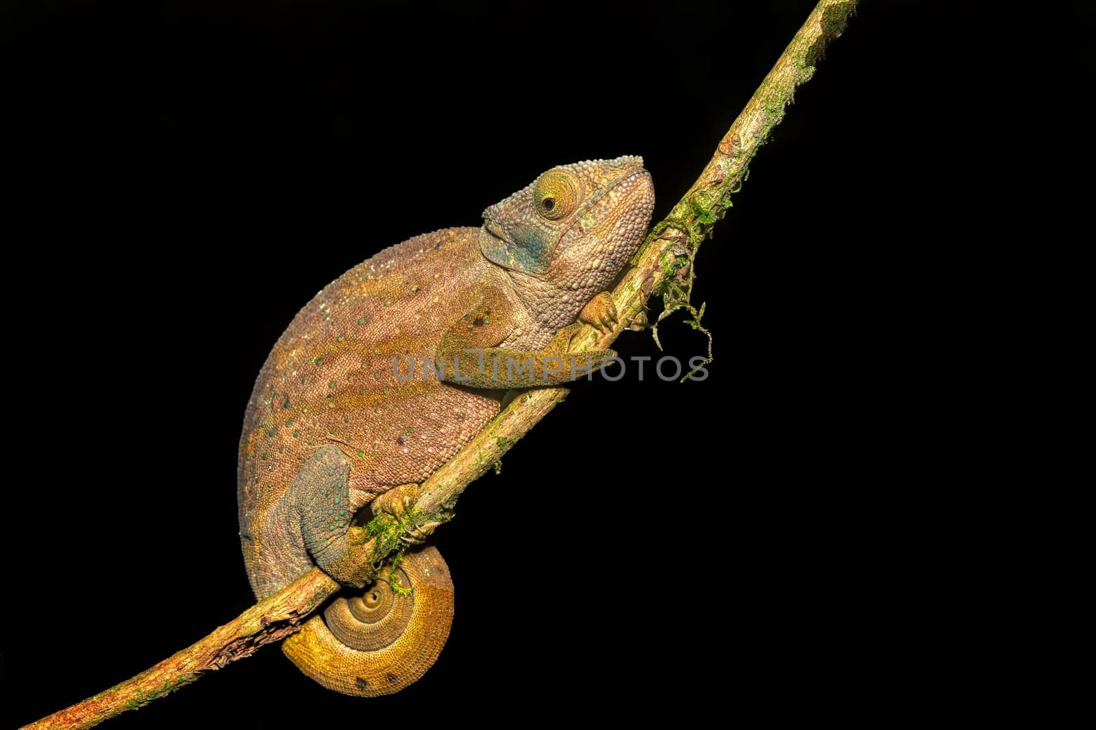 O'Shaughnessy's chameleon (Calumma oshaughnessyi), endemic species of chameleon, Andasibe-Mantadia National Park, Madagascar wildlife animal