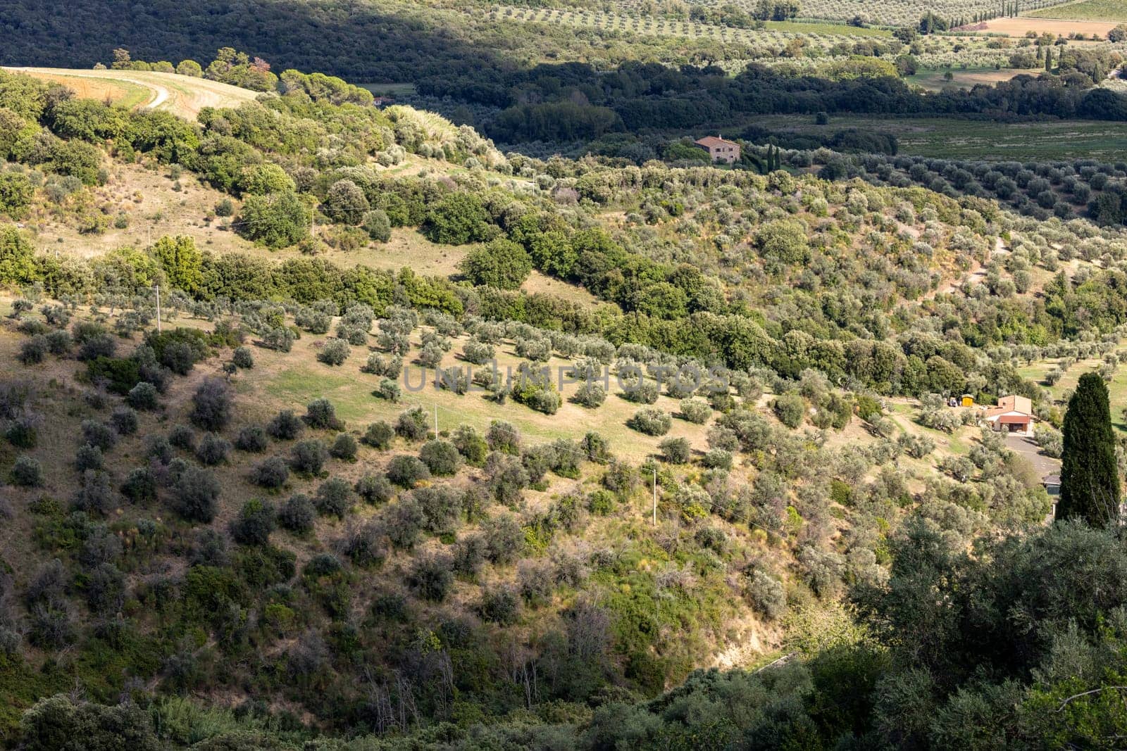 Farmland and olive groves around Montemassi in the province of Grosseto. Italy