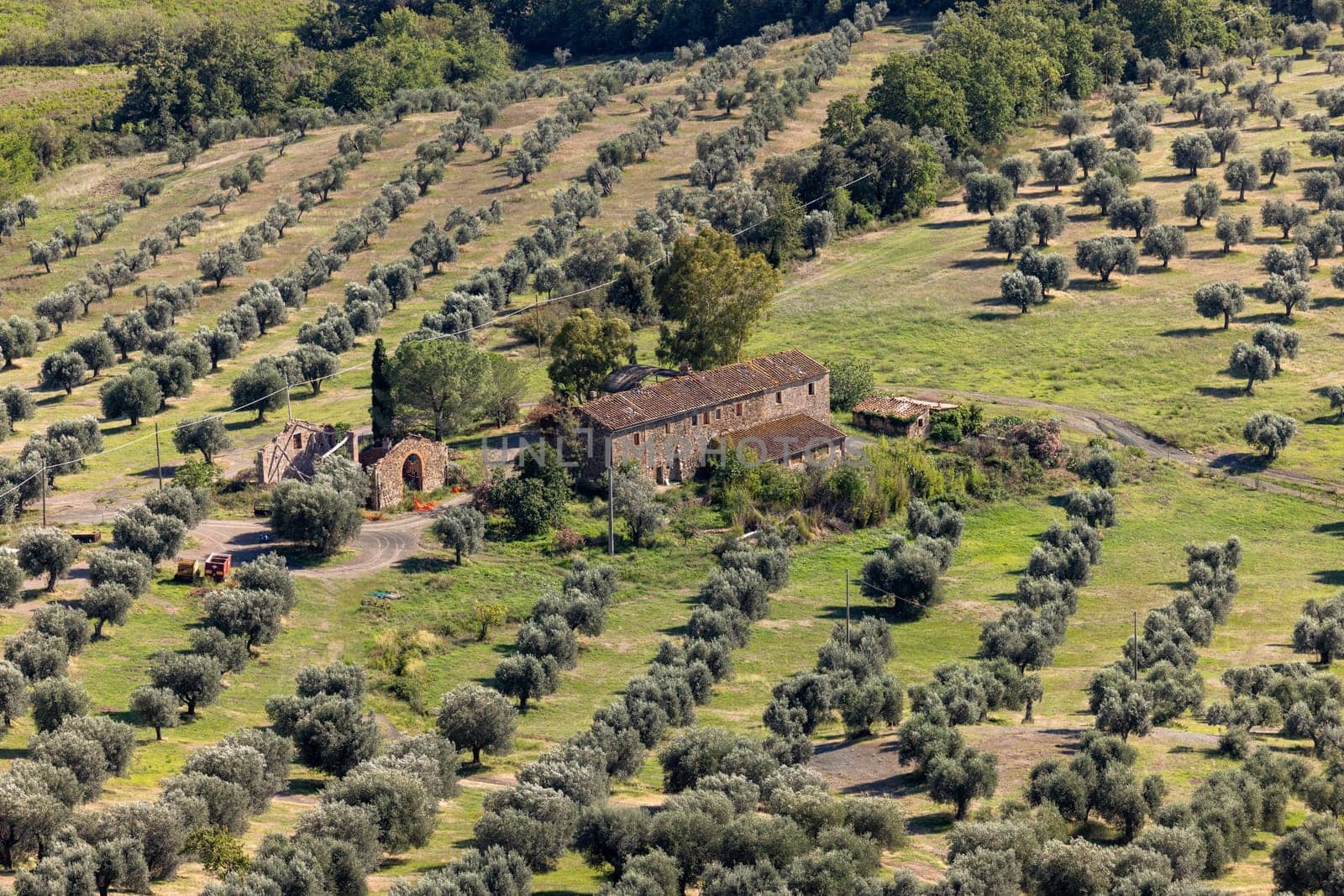 Farmland and olive groves around Montemassi in the province of Grosseto. Italy