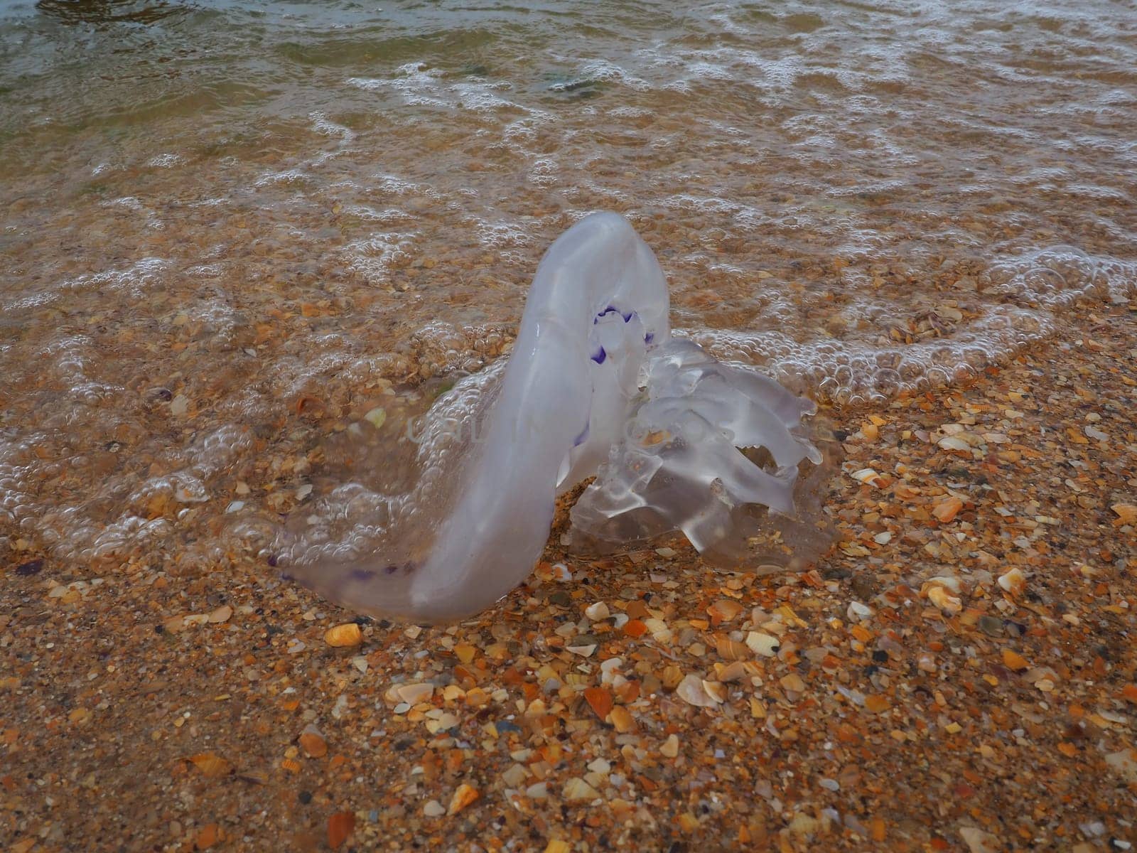 A transparent jellyfish is thrown by a wave onto the sandy shore. Ecology problems. Watered connective tissue of the mesoglea. Medusa- a phase of the life cycle of creepers from the subtype Medusozoa.