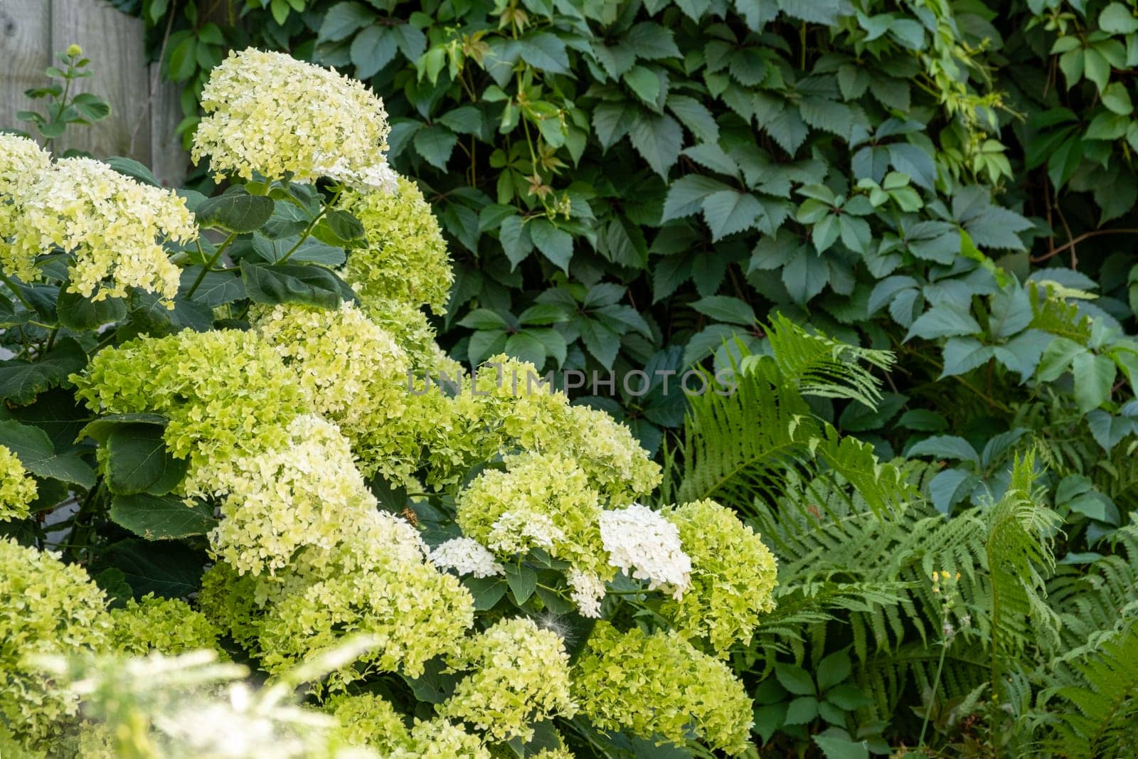 Blooming hydrangea bushes and fern surroundings against a backdrop of dense greenery.