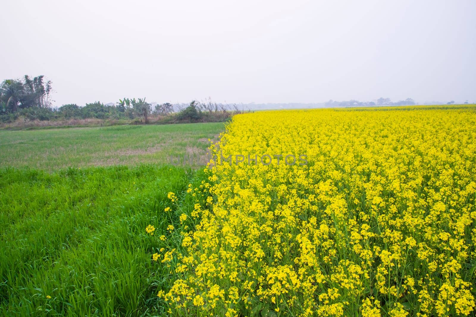 Beautiful Floral Landscape View of Rapeseed blossoms in a field in the countryside of Bangladesh