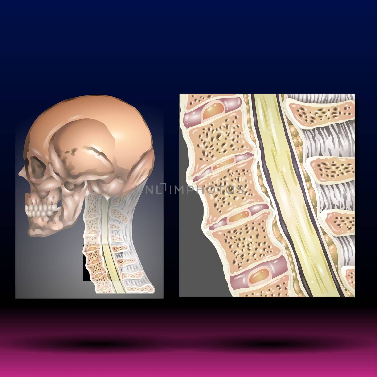 Cervical Spine Anatomy