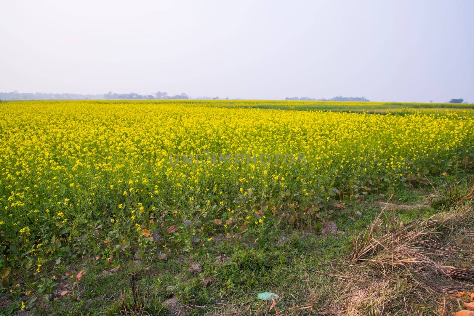 Beautiful Floral Landscape View of Rapeseed blossoms in a field in the countryside of Bangladesh