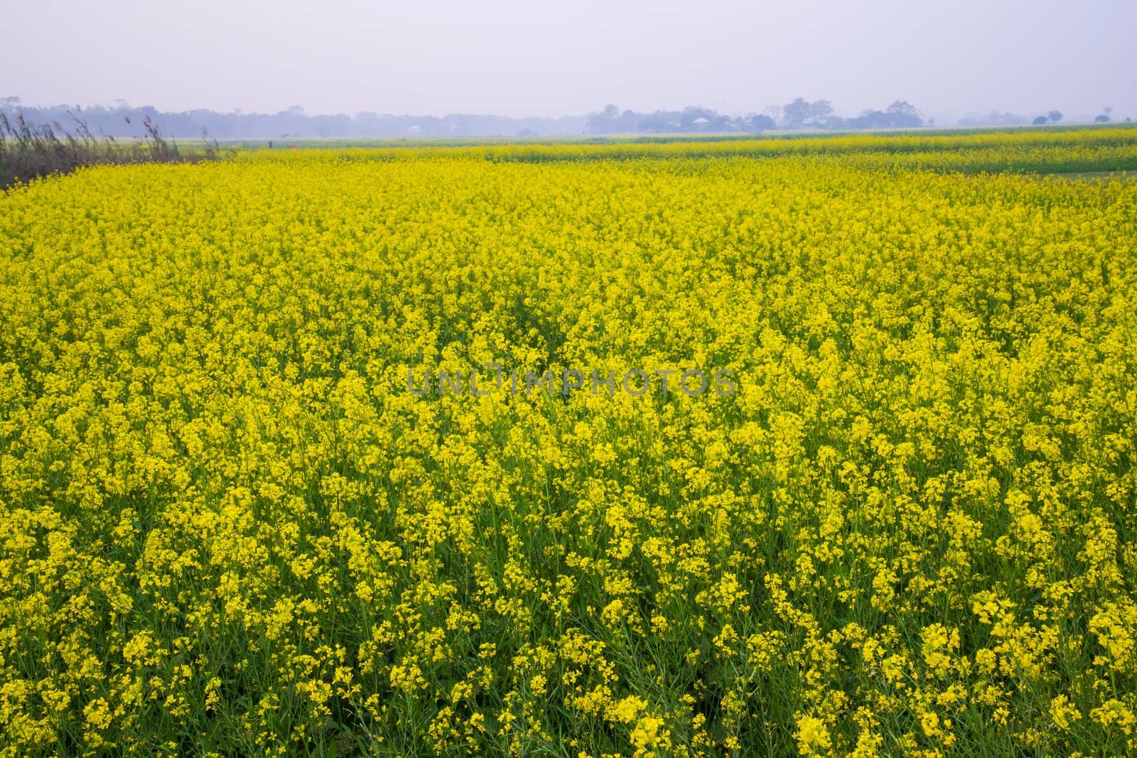 Beautiful Floral Landscape View of Rapeseed blossoms in a field in the countryside of Bangladesh