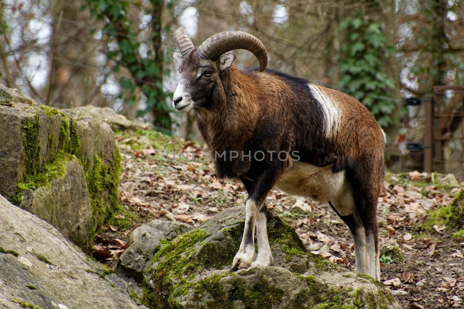 Mouflon