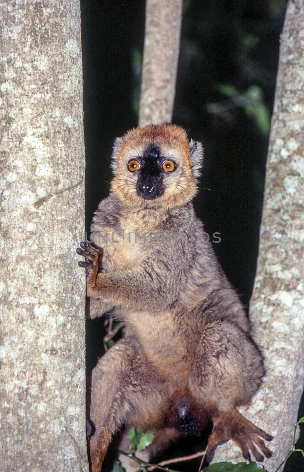 Red-Fronted Brown Lemur (Eulemur fulvus rufus),  Berenty Private Reserve, Anosy, Madagascar.