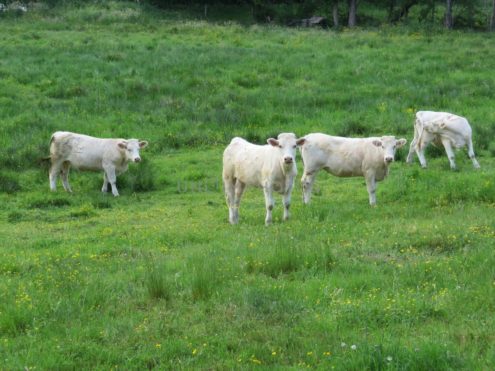 beautiful calves grazing in the meadow quietly happy farm animals