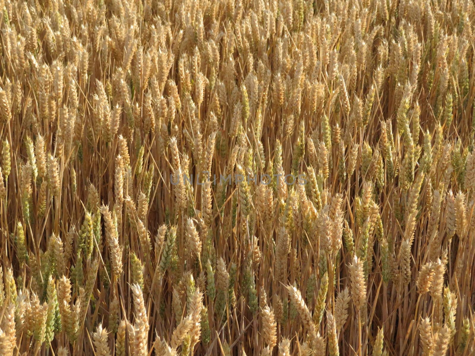 beautiful field of cereal gilded by the sun ready to harvest and grind