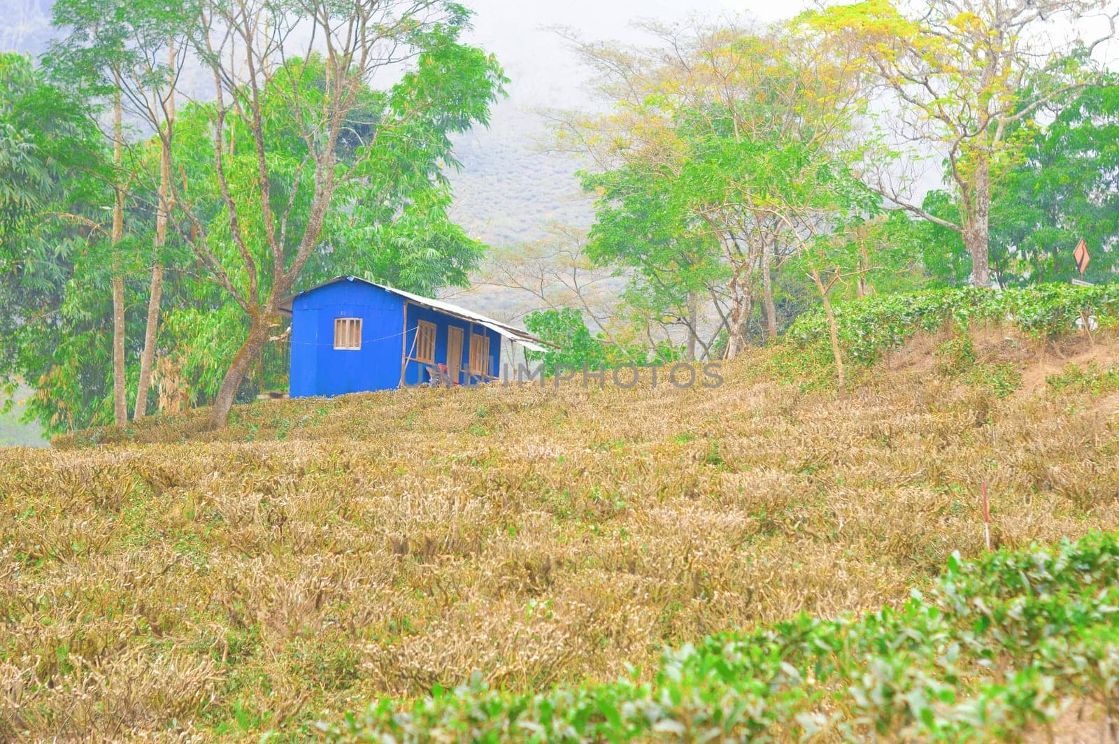 A wooden farm house at a distance with cut and pruned tea gardens in the foreground. Darjeeling West Bengal India South Asia Pacific in December