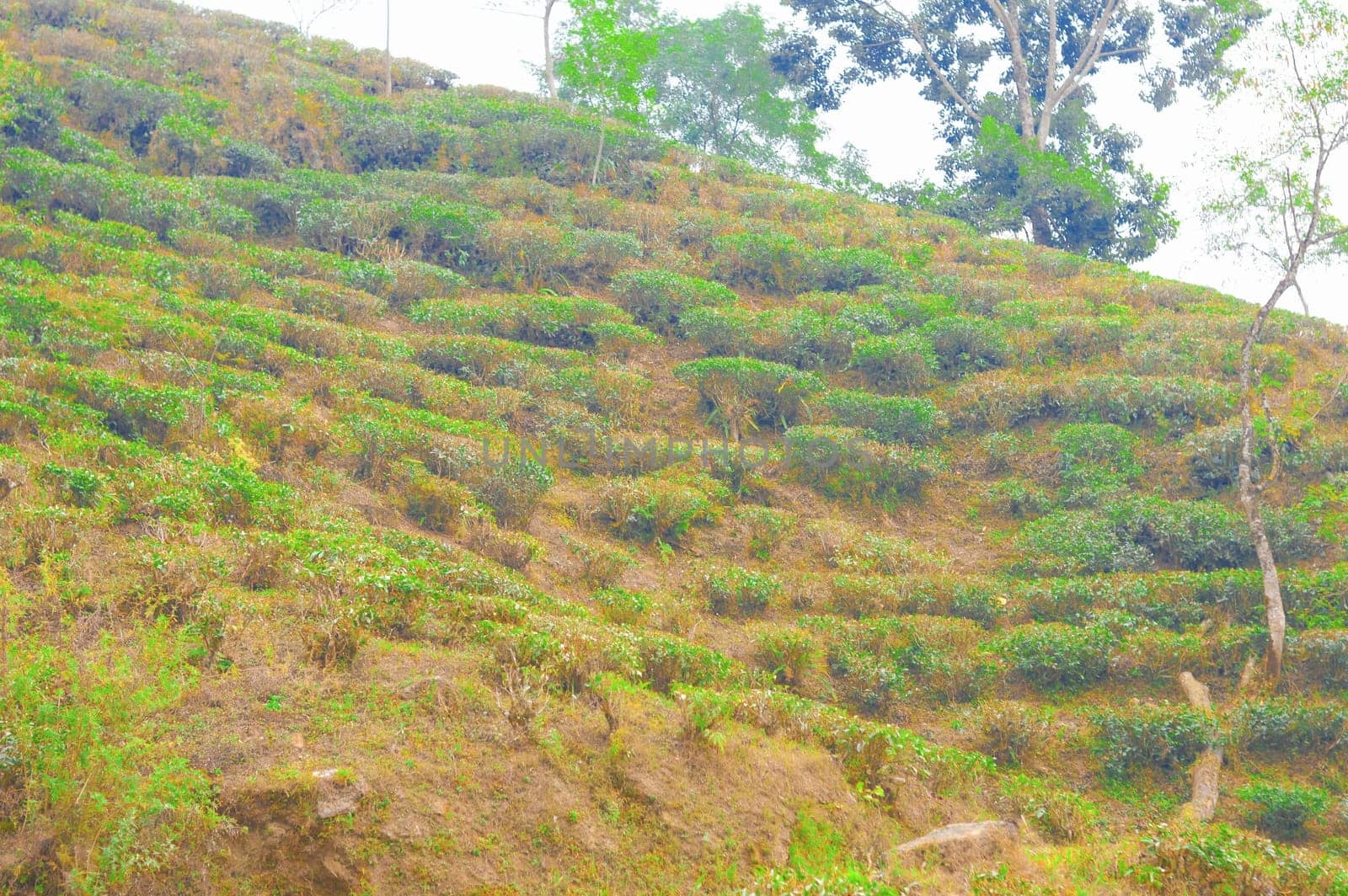 Cut and pruned tea garden on mountain slope. Farm Landscape Scenery. Darjeeling West Bengal India South Asia Pacific