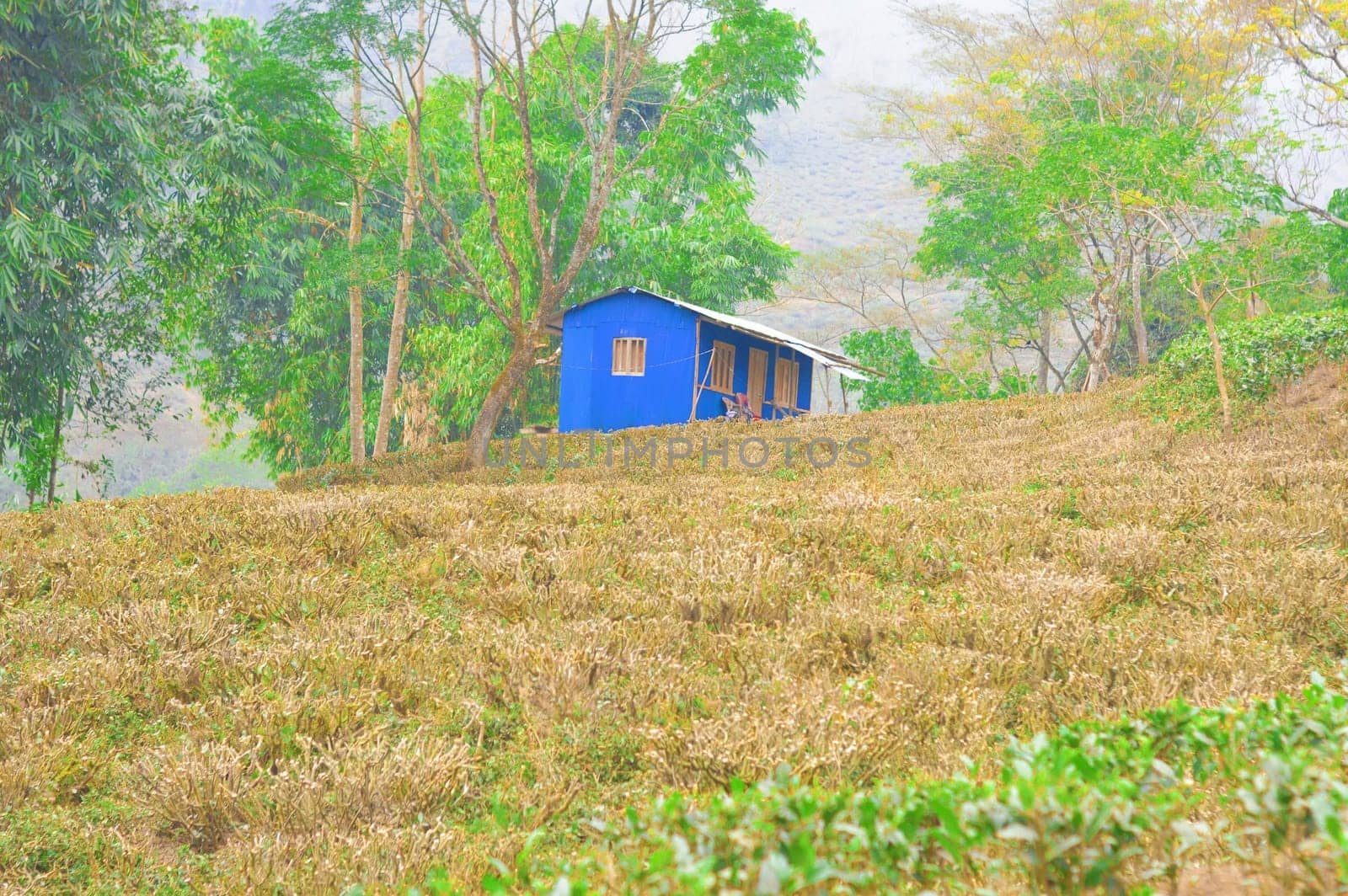 A wooden farm house at a distance with cut and pruned tea gardens in the foreground. Darjeeling West Bengal India South Asia Pacific in December