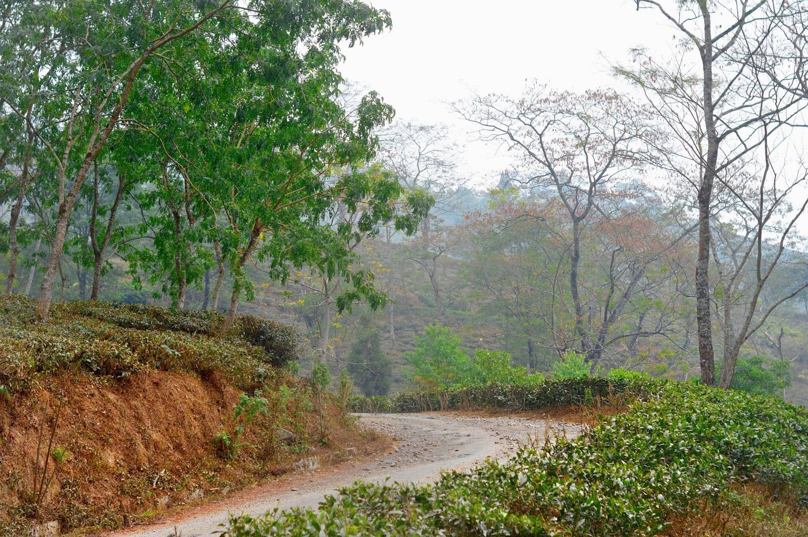 A road through tea garden with cut and pruned tea plantation on himalayas mountain valley. Tabakoshi West Bengal India. Focus on Foreground
