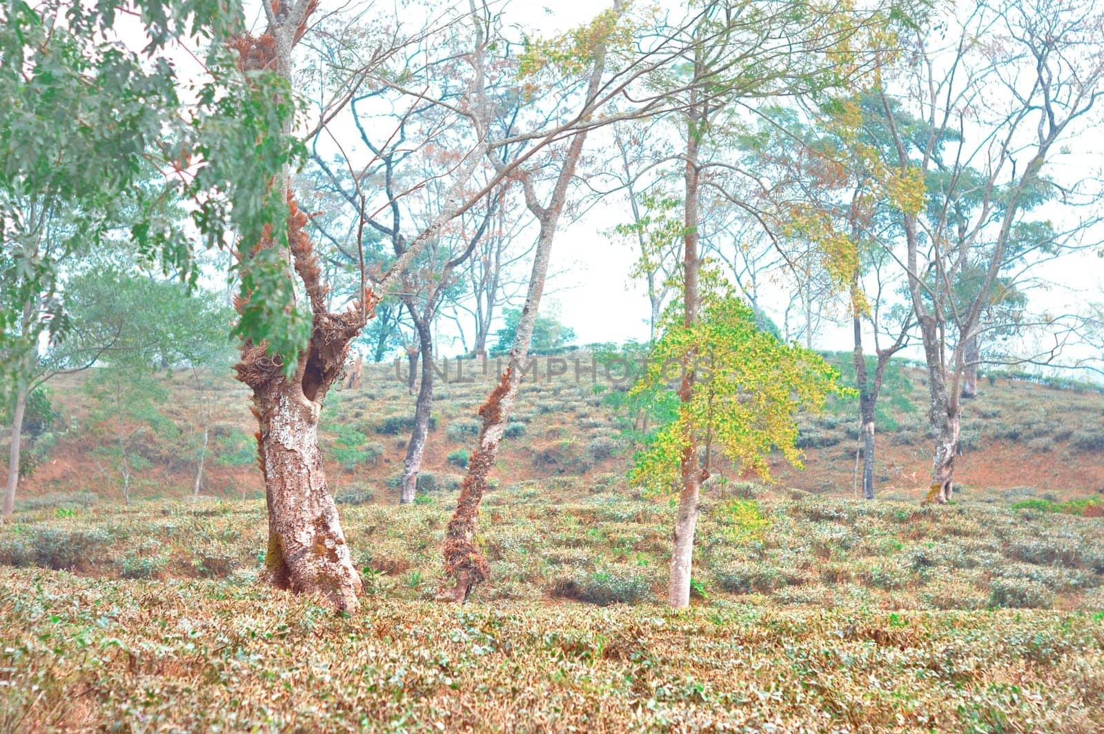 Hill slope Tea Garden Landscape. Darjeeling Tea Garden. Mirik Darjeeling West Bengal India South Asia Pacific