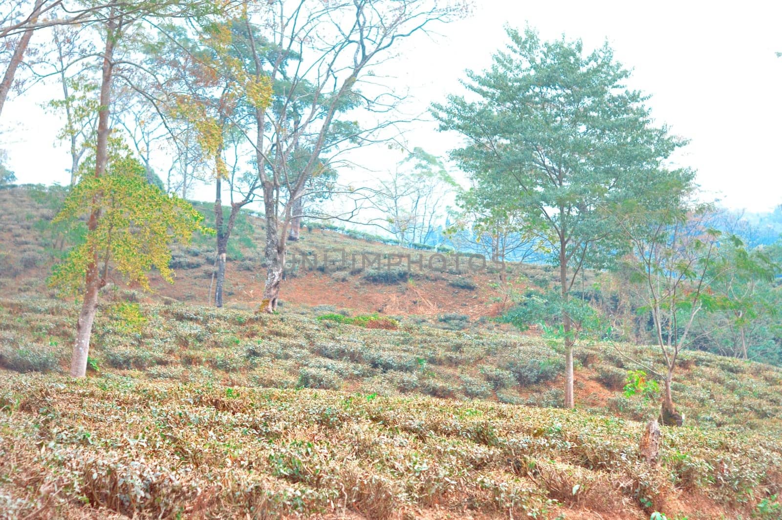 Hill slope Tea Garden Landscape. Darjeeling Tea Garden. Mirik Darjeeling West Bengal India South Asia Pacific