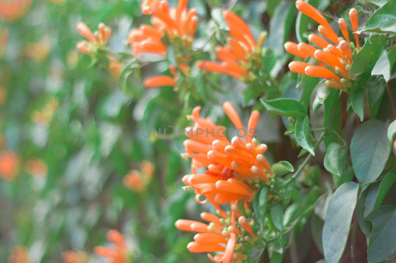 Red flower buds in a garden by roadside with copy space. Selective Focus.