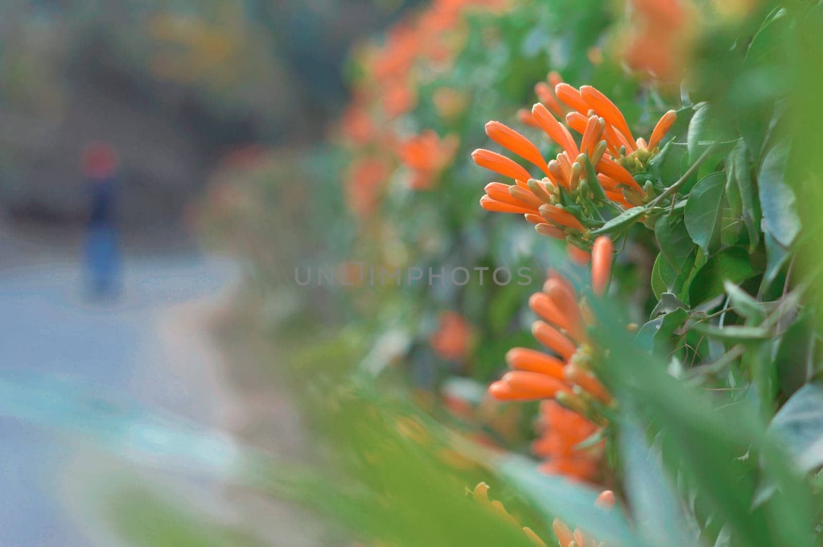 Red flower buds by roadside with copy space. Selective Focus.