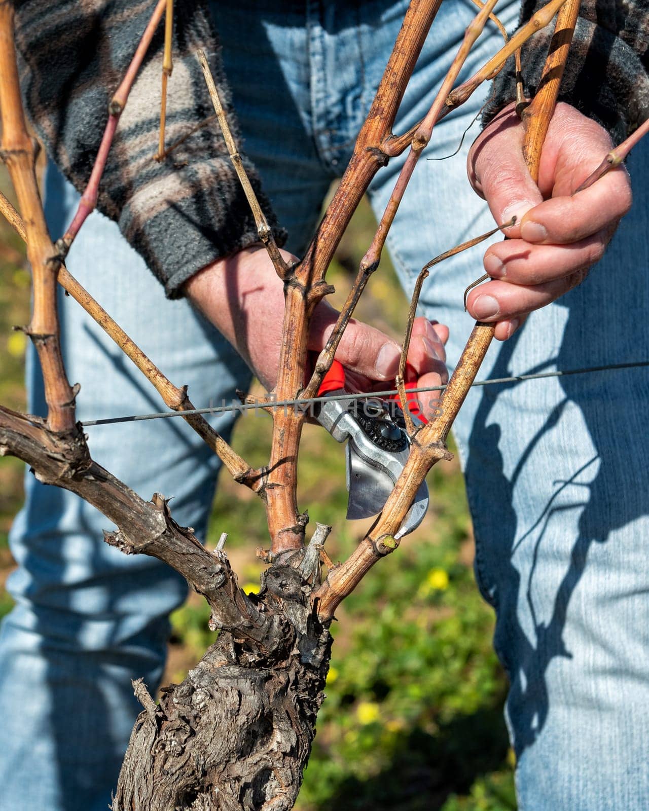 Winegrower pruning the vineyard with professional steel scissors. Traditional agriculture. Winter pruning, Guyot method.