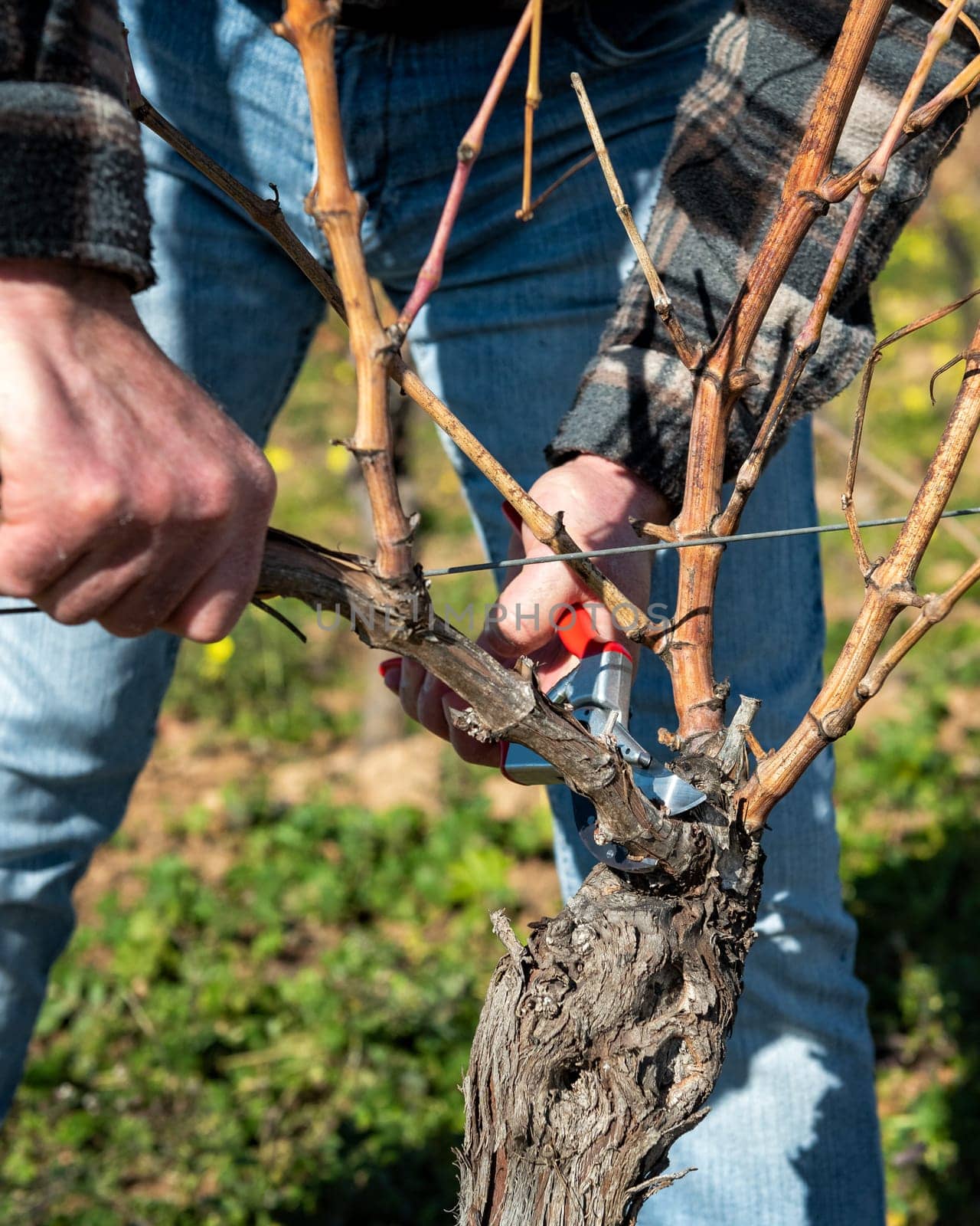 Winegrower pruning the vineyard with professional steel scissors. Traditional agriculture. Winter pruning, Guyot method.
