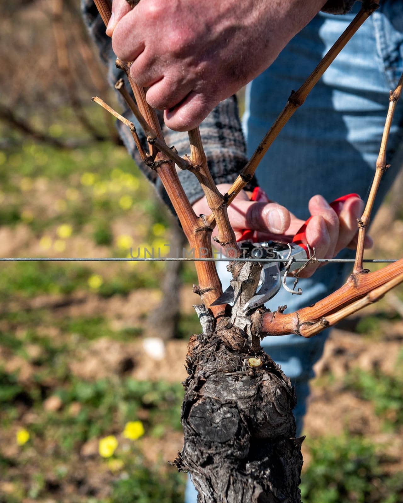 Winegrower pruning the vineyard with professional steel scissors. Traditional agriculture. Winter pruning, Guyot method.