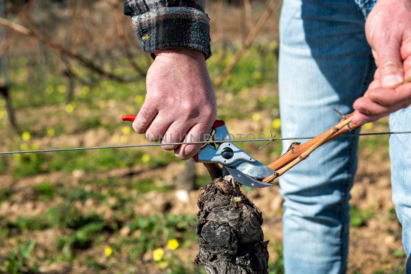 Winegrower pruning the vineyard with professional steel scissors. Traditional agriculture. Winter pruning, Guyot method.