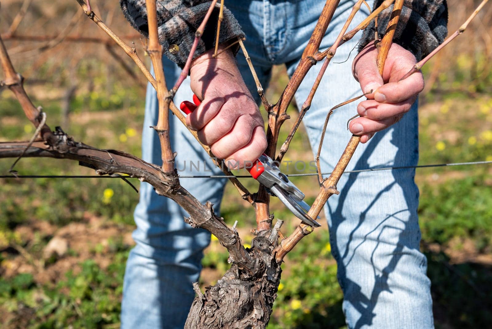 Winegrower pruning the vineyard with professional steel scissors. Traditional agriculture. Winter pruning, Guyot method.