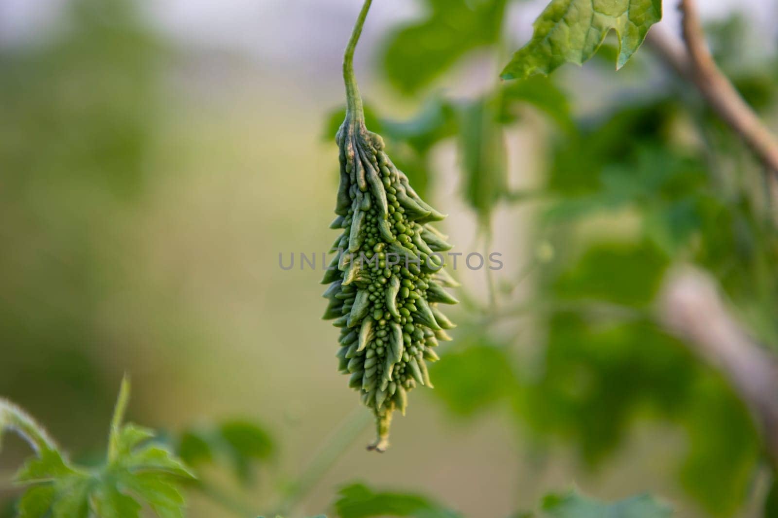 Bitter Gourd or Corolla raw healthy vegetable hanging on the garden tree with the blurry background