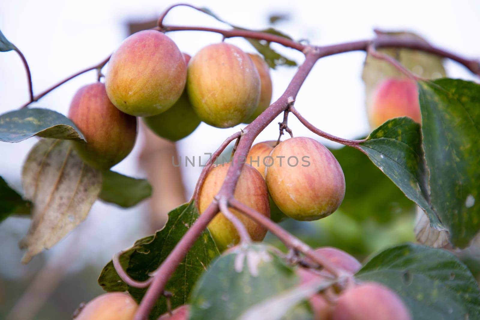 Red jujube fruits or apple kul boroi on the branches of an apple tree in the garden