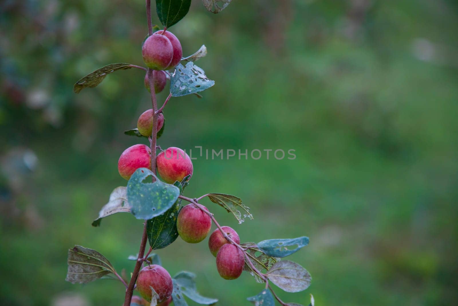 Red jujube fruits or apple kul boroi on a branch in the garden. Shallow depth of field