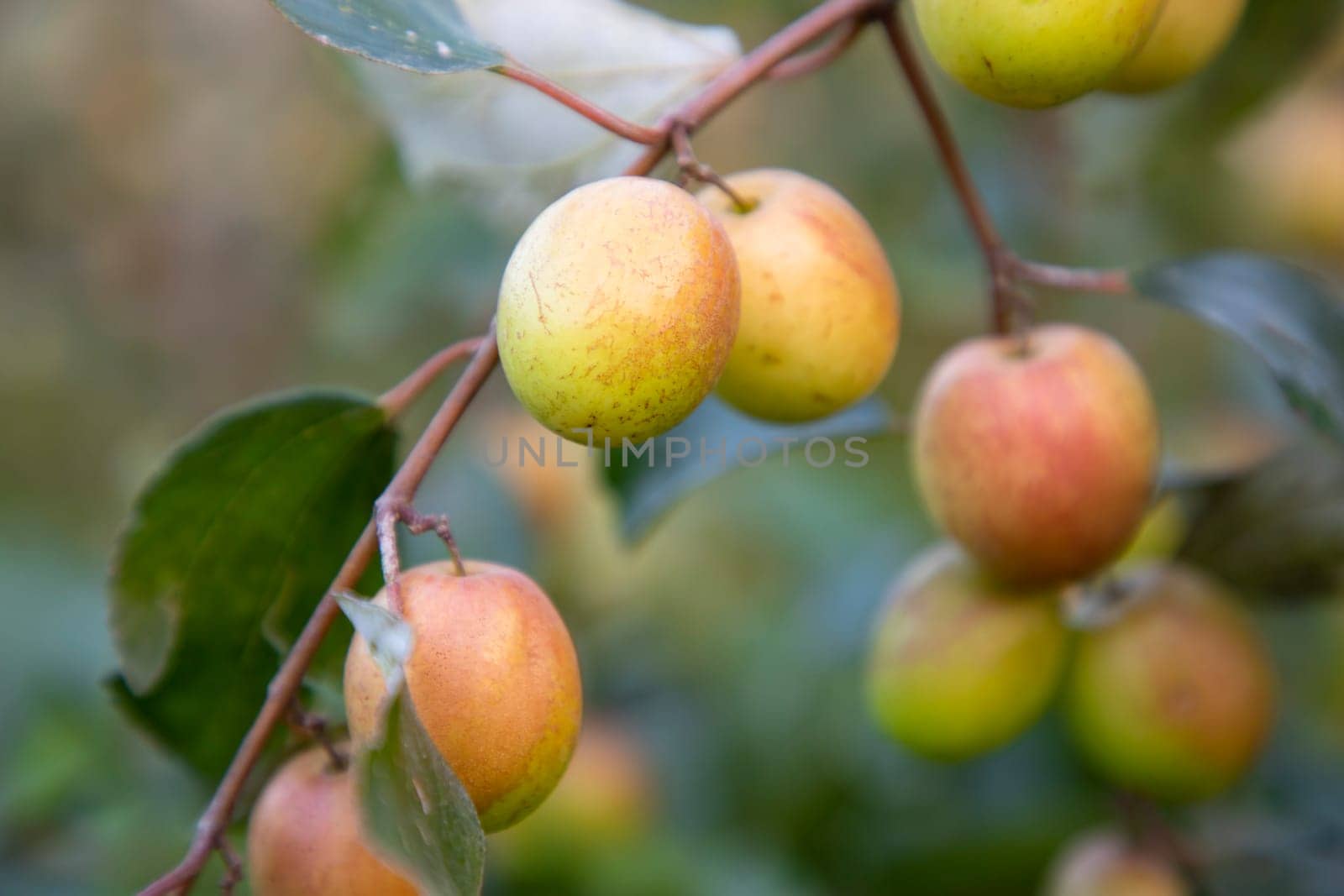 Red jujube fruits or apple kul boroi on the branches of an apple tree in the garden
