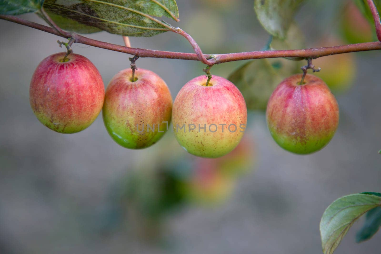 Red jujube fruits or apple kul boroi on a tree in faridpur, Bangladesh