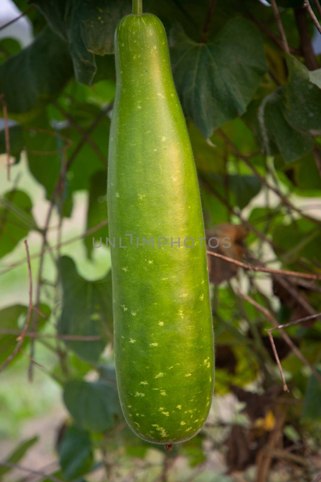 Green Bottle guard hanging on the garden tree branch