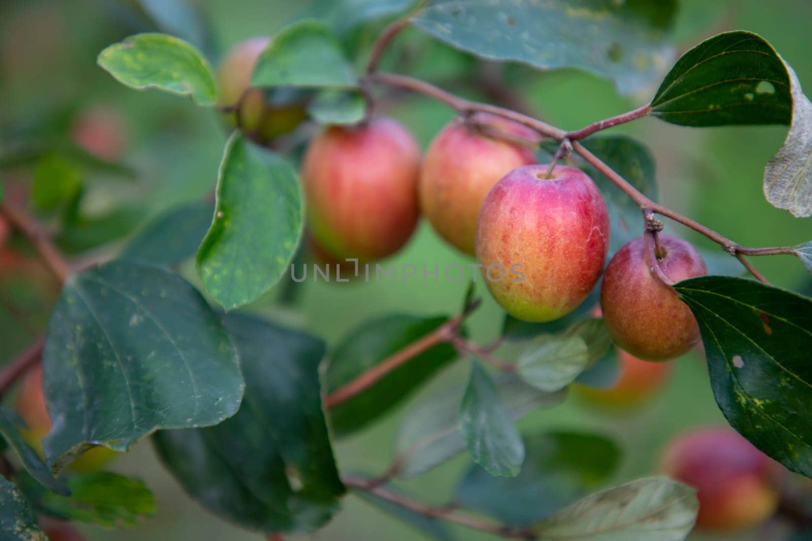 Red jujube fruits or apple kul boroi  on a branch in the garden. Selective focus