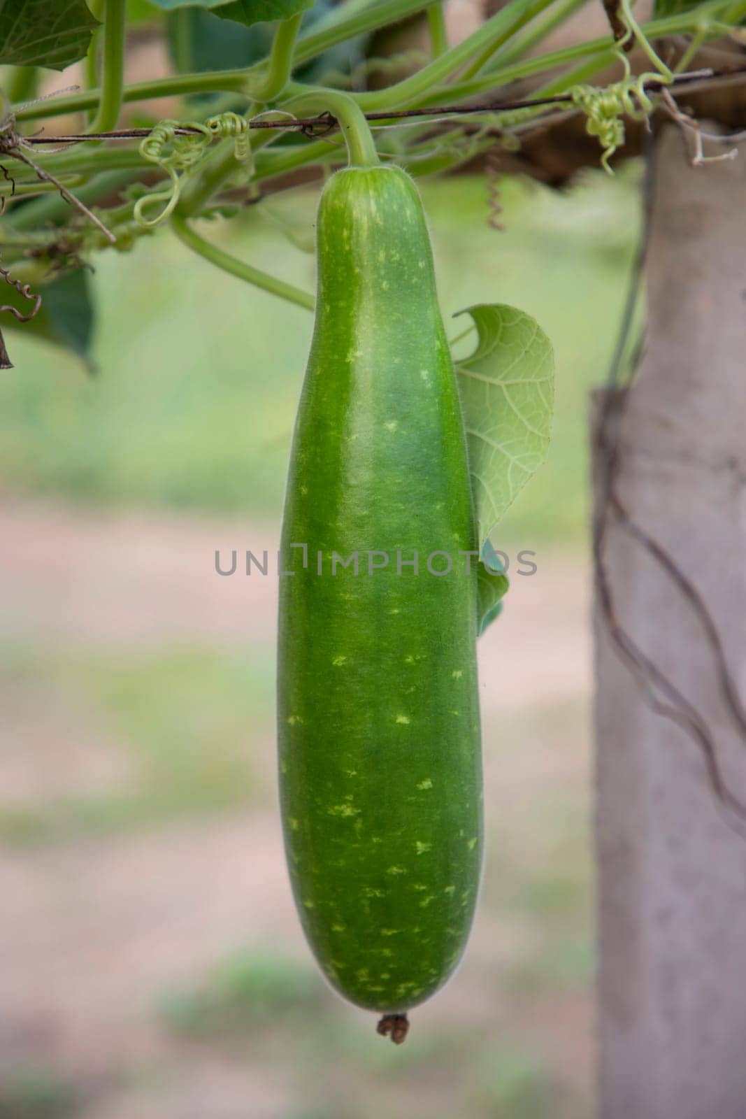 Green Bottle guard hanging on the garden tree branch  with the blurry background