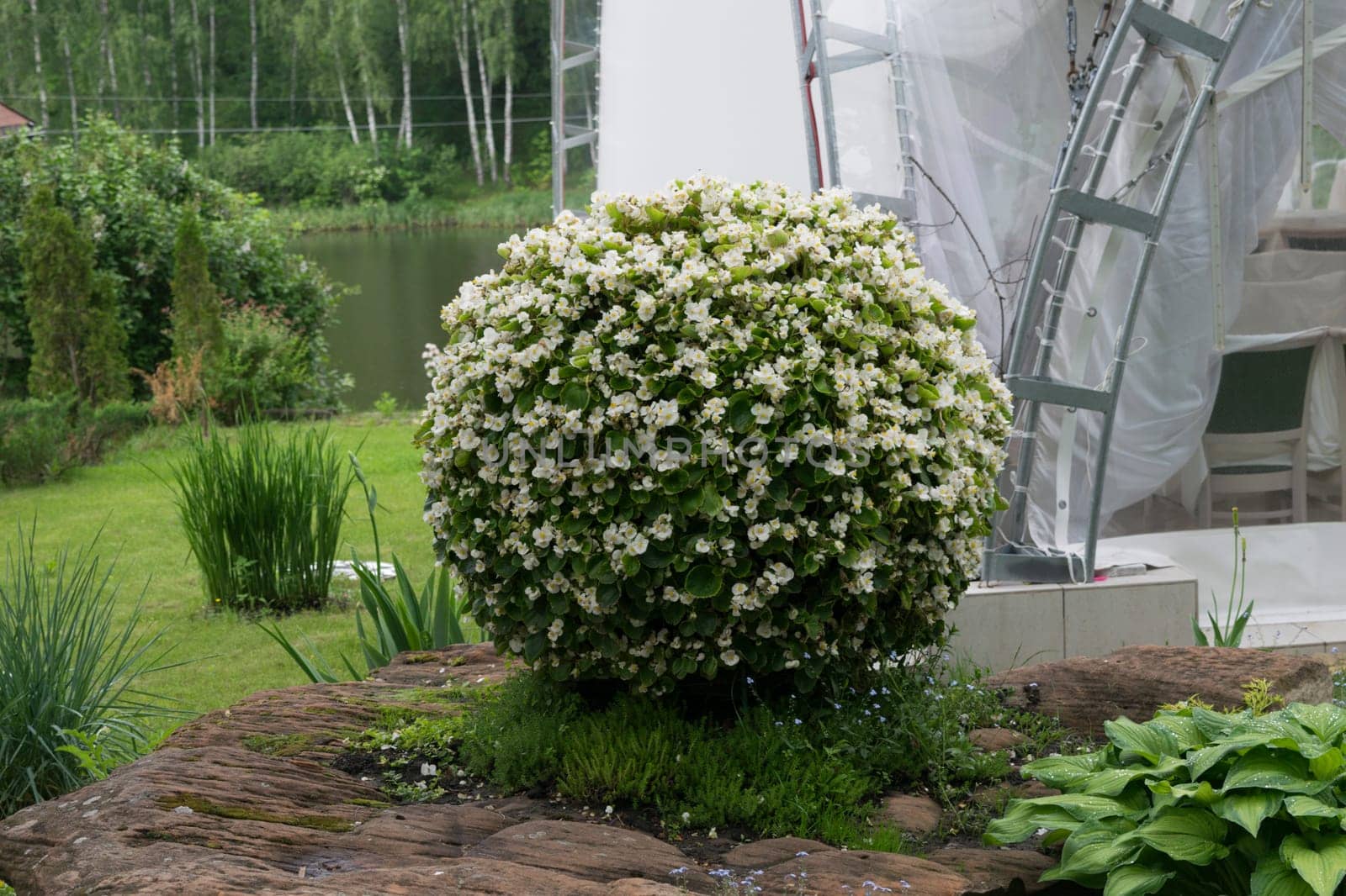 Growing shrub begonias