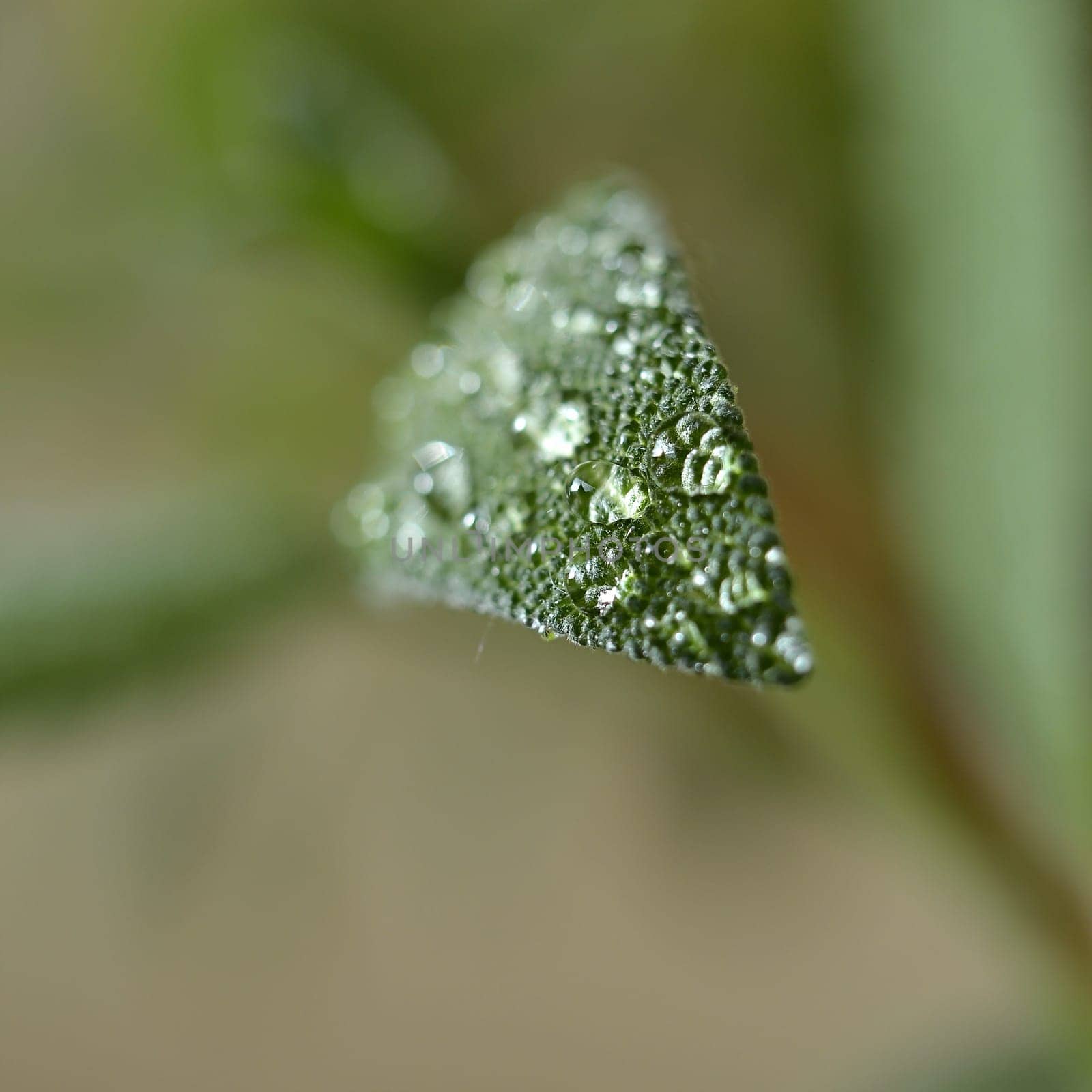 Dew drops on a sage in the garden