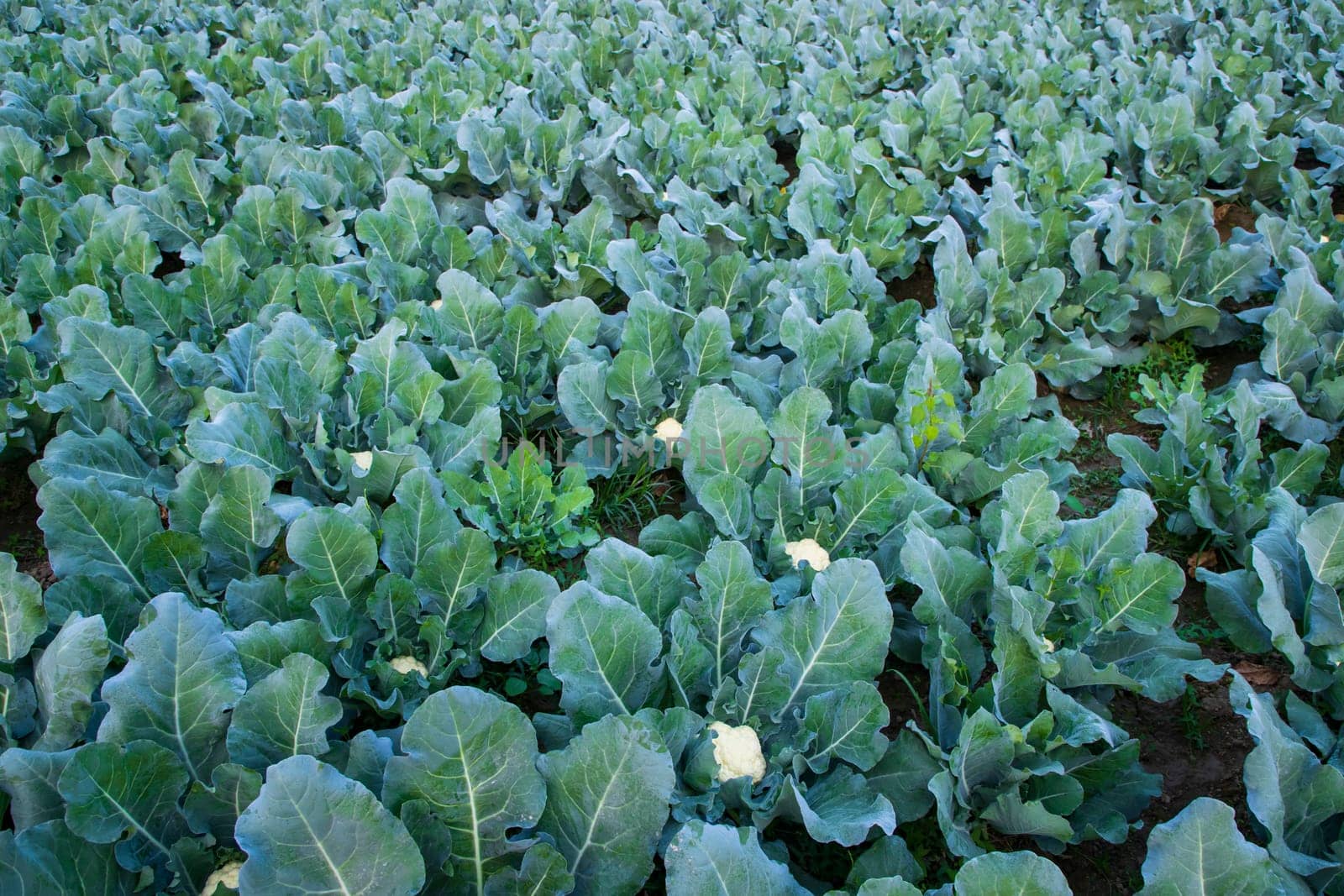 Fresh Cauliflower the raw vegetable grows in organic soil in the garden. Organic farming of fresh cauliflower plantation